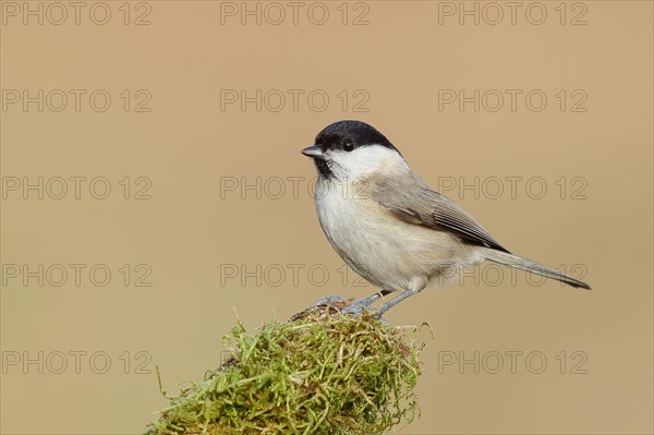 Willow Tit (Parus montanus) sitting on a branch covered with moss, Wilnsdorf, North Rhine-Westphalia, Germany, Europe