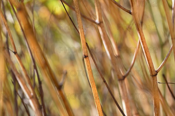 Reynoutria japonica (Fallopia japonica), autumnal plant stems illuminated by sunlight, Moselle, Rhineland-Palatinate, Germany, Europe