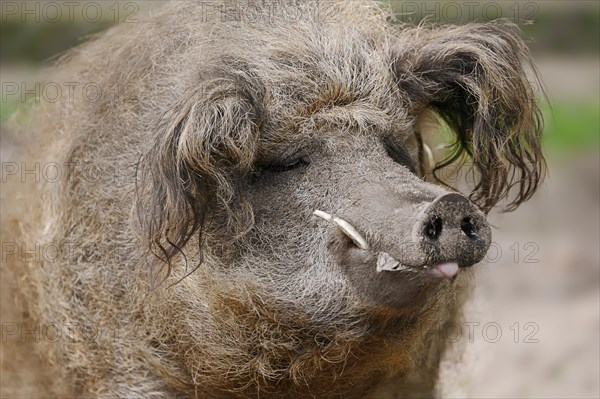 Woolly pig or Mangalica pig (Sus scrofa domesticus), portrait, Lower Saxony, Germany, Europe