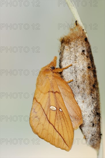 Drinker moth (Euthrix potatoria), freshly hatched butterfly on the cocoon, North Rhine-Westphalia, Germany, Europe