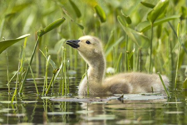 Canada goose (branta canadensis), baby eating leaves of pickerel weeds (pontederia cordata), La Mauricie national park, province of Quebec, Canada, AI generated, North America