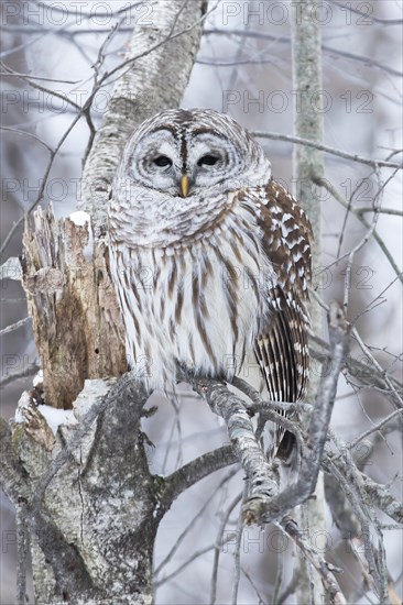 Barred owl (Strix varia) perched on a dead tree and watching, Forest of Yamachiche, province of Quebec, Canada, AI generated, North America