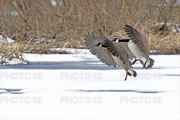 Canada geese (branta canadensis), pair landing on a frozen marsh, Lac Saint-Pierre biosphere reserve. province of Quebec. Canada, AI generated