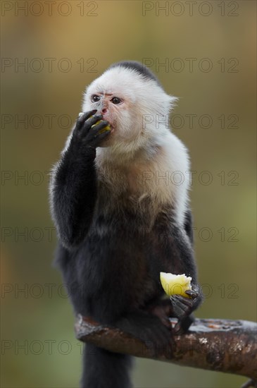 White-shouldered capuchin monkey or white-headed capuchin (Cebus capucinus), feeding, captive, occurring in South America