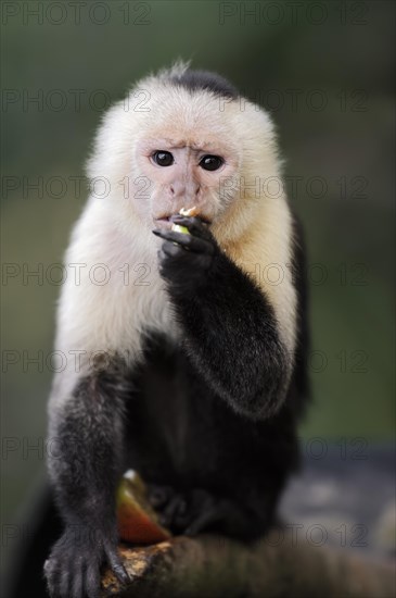 White-shouldered capuchin monkey or white-headed capuchin (Cebus capucinus), feeding, captive, occurring in South America