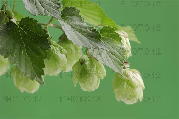 Common hop (Humulus lupulus), fruit clusters, North Rhine-Westphalia, Germany, Europe