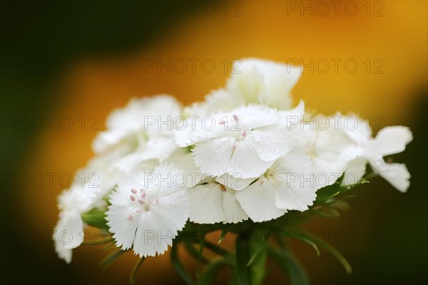 Bearded carnation or garden sweet william (Dianthus barbatus), flowers, ornamental plant, North Rhine-Westphalia, Germany, Europe