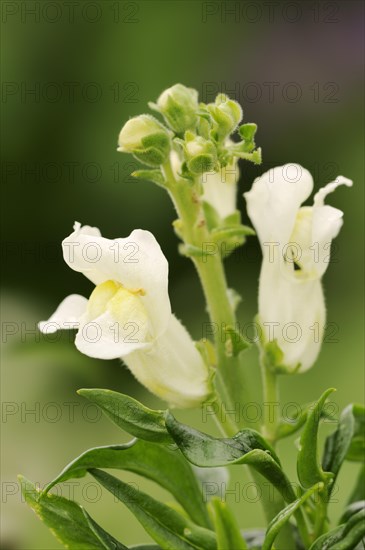Large snapdragon or garden common snapdragon (Antirrhinum majus), flowers, ornamental plant, North Rhine-Westphalia, Germany, Europe