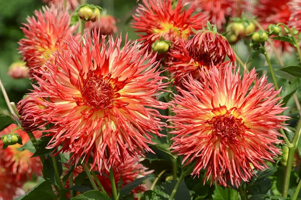 Dahlia 'Karen' (Dahlia Hybride), flower, ornamental plant, North Rhine-Westphalia, Germany, Europe