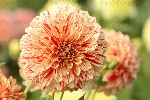 Dahlia 'Connell's Gloriosa' (Dahlia Hybride), flower, ornamental plant, North Rhine-Westphalia, Germany, Europe