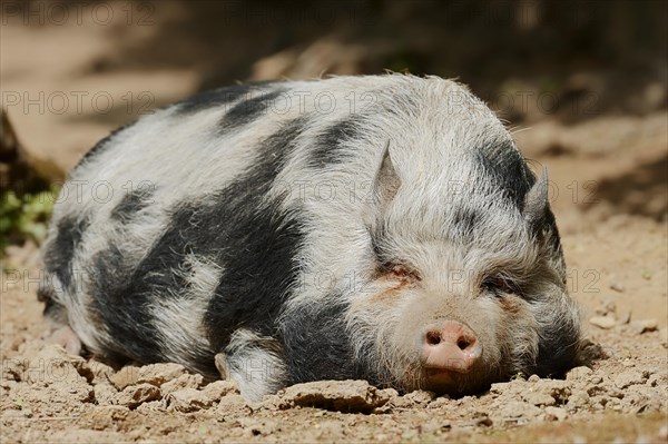 Goettingen minipig (Sus scrofa f. domestica), sow, North Rhine-Westphalia, Germany, Europe