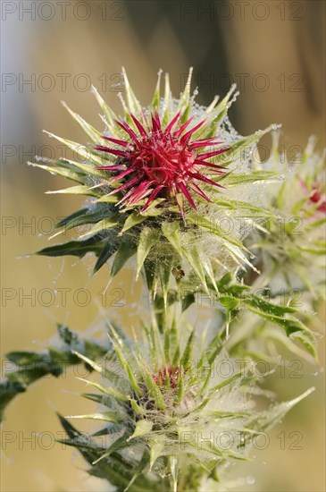 Musk thistle (Carduus nutans), flower, North Rhine-Westphalia, Germany, Europe