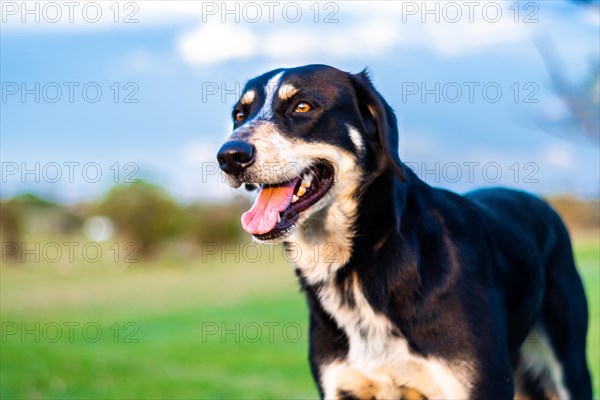 Portrait of a young black and white dog in the countryside. Close-up of dog with tongue out tired from playing