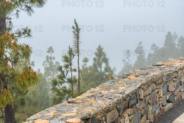A yellow canary bird in the fog on the very cloudy Pico de las Nieves in Gran Canaria, Canary Islands. Spain