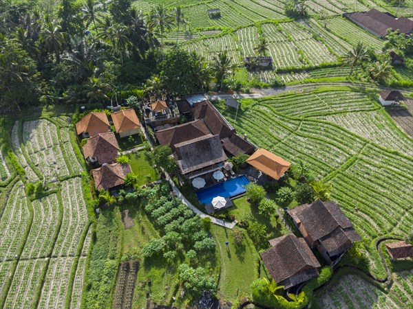 Cultivation of pak choi in Sidemen, Amed, Karangasem, Bali, Indonesia, Asia