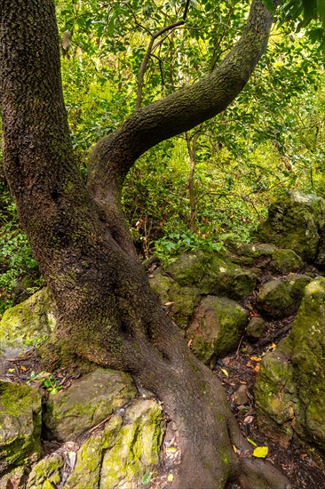 Beautiful tree in the Laurisilva forest of Los tilos de Moya in Doramas, Gran Canaria