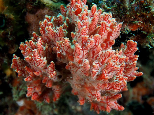 Red crust sponge (Monanchora unguifera), dive site Nursery, Pompano Beach, Florida, USA, North America