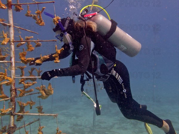 Coral farming. Diver cleans the frame on which young specimens of elkhorn coral (Acropora palmata) grow until they can be released onto the reef. The aim is to breed corals that can withstand the higher water temperatures. Dive site Nursery, Tavernier, Florida Keys, Florida, USA, North America
