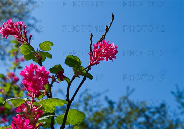 Flower of a rhododendron (Rhododendron hypoglaucum)