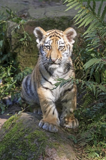A playing tiger young on a rock with alert expression, Siberian tiger, Amur tiger, (Phantera tigris altaica), cubs