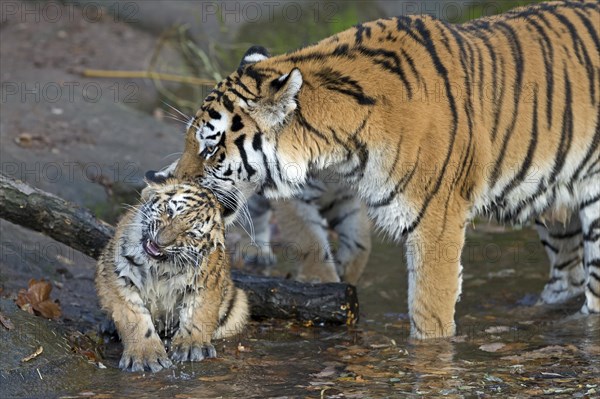 Young tiger being washed by an older tiger at the water's edge, Siberian tiger, Amur tiger, (Phantera tigris altaica), cubs