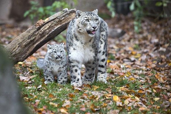 A snow leopard young stands next to its mother under a tree trunk, snow leopard, (Uncia uncia), young