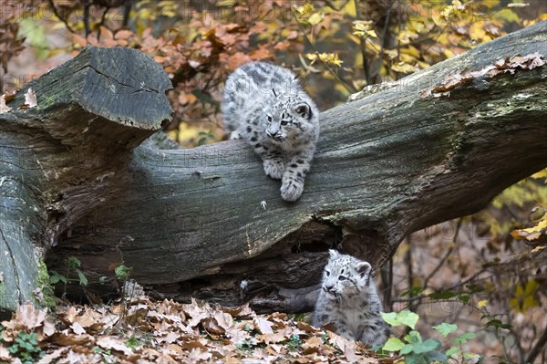 Two playing snow leopards on a tree trunk, surrounded by falling autumn leaves, snow leopard, (Uncia uncia), young