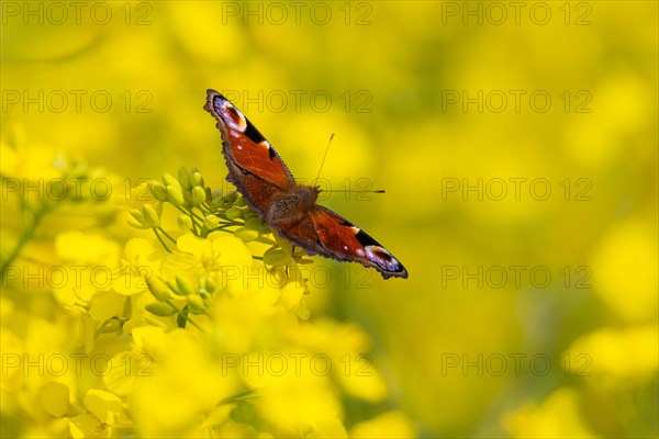 A peacock butterfly sitting on a rape blossom in a rape field near Frankfurt am Main, Frankfurt am Main, Hesse, Germany, Europe