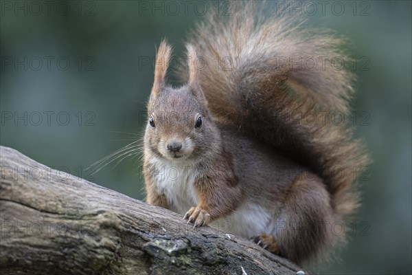 Eurasian red squirrel (Sciurus vulgaris), Emsland, Lower Saxony, Germany, Europe