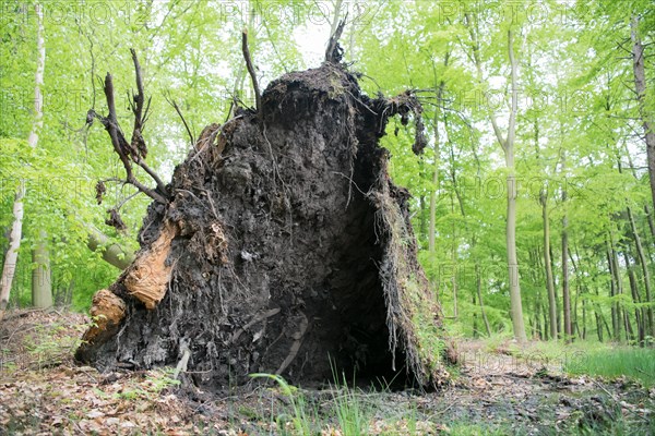 Deadwood structure in deciduous forest, large root plate, important habitat for insects and birds, North Rhine-Westphalia, Germany, Europe