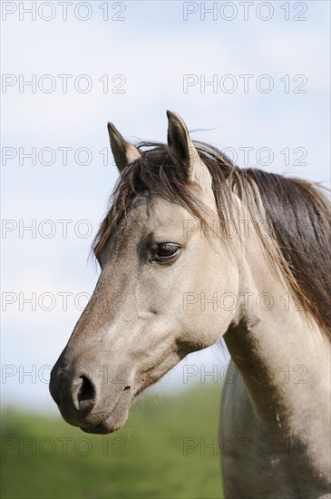 Duelmen wild horse, portrait, Merfelder Bruch, Duelmen, North Rhine-Westphalia, Germany, Europe