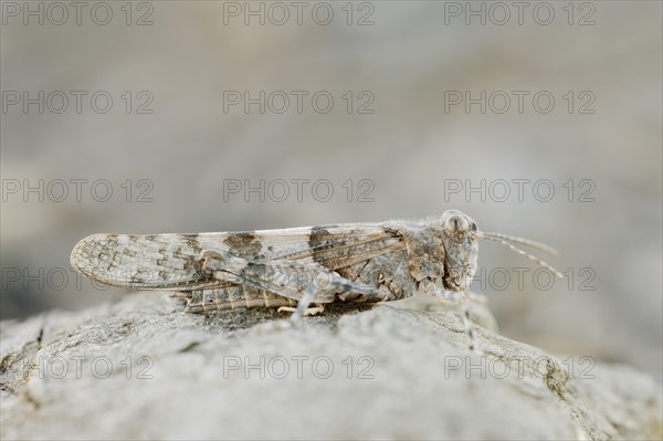 Blue winged grasshopper (Sphingonotus caerulans), North Rhine-Westphalia, Germany, Europe