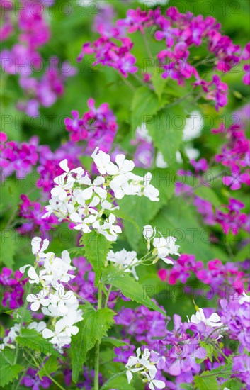 A colourful flower bed with purple and white flower-bed, annual honesty (Lunaria annua) or garden silverleaf, Judas silverleaf, Judas penny, silver thaler, violet or garden moon violet, fresh green leaves, garden, spring, springtime, close-up, macro shot, detail shot, Allertal, Lower Saxony, Germany, Europe