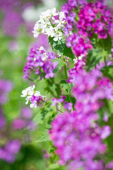 Bright purple and white flowers in focus with soft background, Allertal, Lower Saxony, Germany, Europe