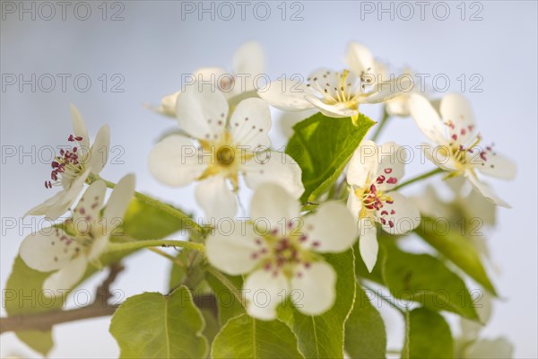 Pear tree blossom (Pyrus), pome fruit family (Pyrinae), meadow orchard, spring, Langgassen, Pfullendorf, Linzgau, Baden-Wuerttemberg, Germany, Europe