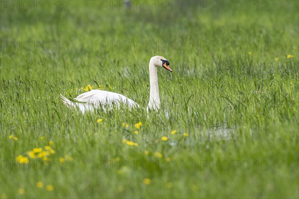 Mute swan (Cygnus olor), Bremen, Germany, Europe