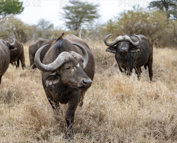 African buffalo (Syncerus caffer caffer) with yellowbill oxpecker (Buphagus africanus), group in dry grass, Kruger National Park, South Africa, Africa