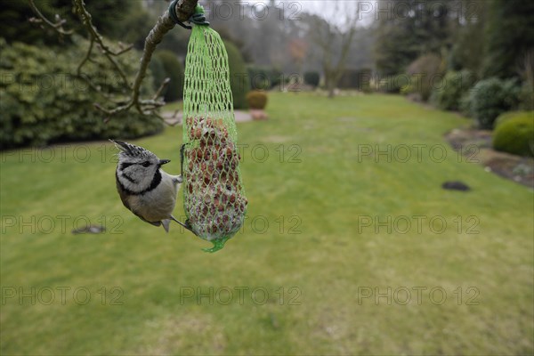 Crested Tit (Lophophanes cristatus), feeding on a fat ball, North Rhine-Westphalia, Germany, Europe