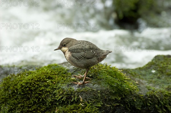 White-throated Dipper (Cinclus cinclus) young bird sitting on moss-covered rock in rushing water, Paderborn, North Rhine-Westphalia, Germany, Europe