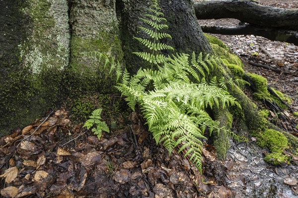 Lady fern (Athyrium filix-femina) at the foot of a copper beech (Fagus sylvatica), Emsland, Lower Saxony, Germany, Europe