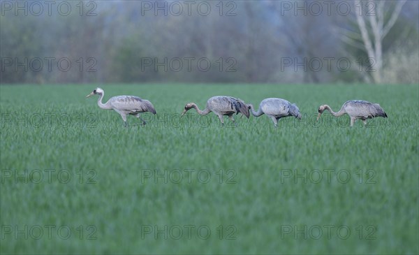Crane (Grus grus), young birds foraging in a cereal field, Lower Saxony, Germany, Europe