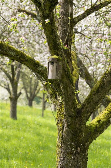 Nesting box for songbirds, meadow orchard, flowering apple trees, Baden, Wuerttemberg, Germany, Europe