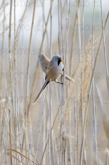 Bearded reedling (Panurus biarmicus), sitting in the reeds, Neusiedler See-Seewinkel National Park, Burgenland, Austria, Europe