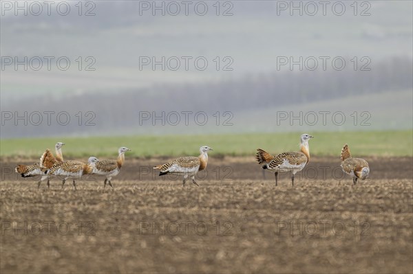 Several great bustards (Otis tarda) in a field, cockerels, Lower Austria, Austria, Europe