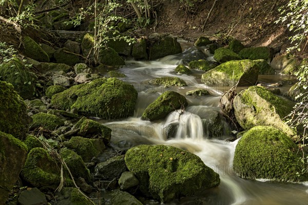 Mountain stream in the forest with mossy basalt rocks, blocks of basalt in the stream bed, Tertiary volcano, flowing water, motion blur, Krummbach, Vogelsberg Volcanic Region nature park Park, Nidda, Wetterau, Hesse, Germany, Europe