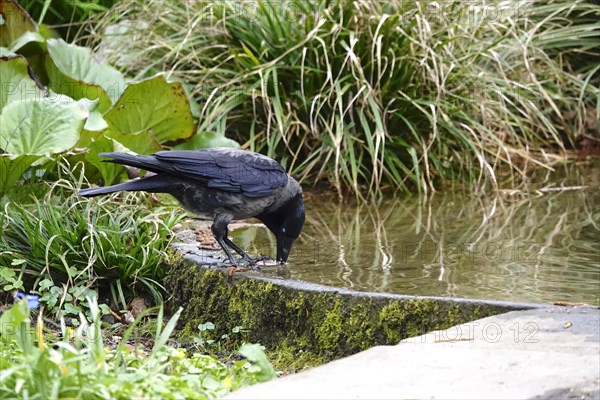 Corvid at a water basin, spring, Germany, Europe