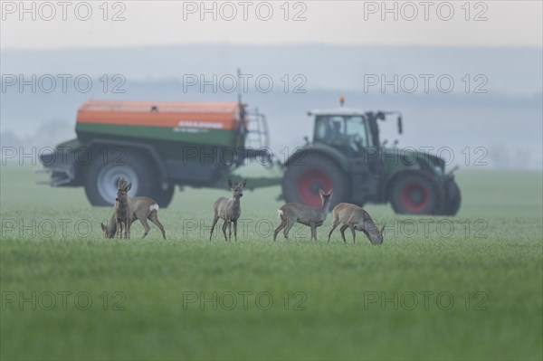 European roe deers (Capreolus capreolus) with winter fur standing in a grain field, tractor with fertiliser spreader behind, Thuringia, Germany, Europe