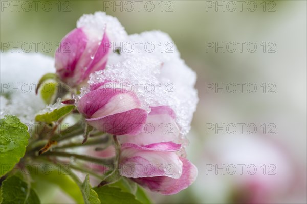 Apple blossom with snow, apple tree (Malus), pome fruit tree (Pyrinae), meadow orchard, spring, Goeggingen, Krauchenwies, Upper Danube nature park Park, Baden-Wuerttemberg, Germany, Europe