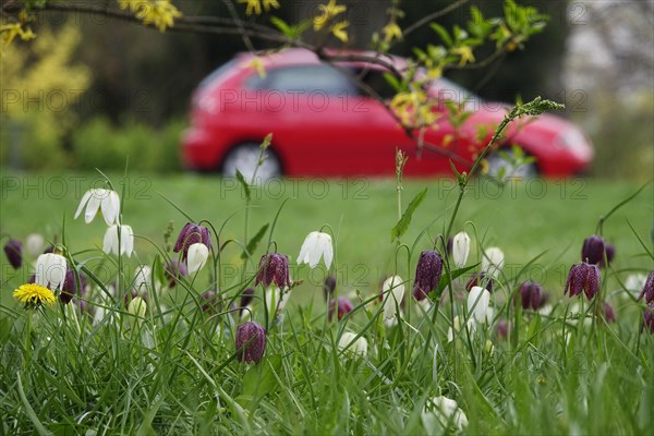 People and nature, Chequerboard flowers and traffic, Spring, Germany, Europe