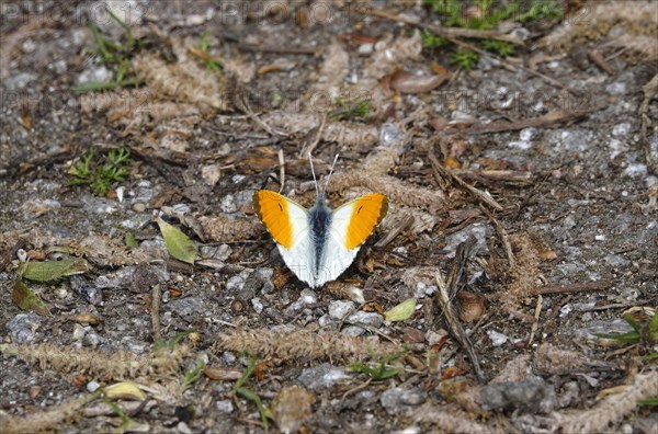 Orange tip butterfly (Anthocharis cardamines), spring, Germany, Europe